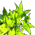 V�g�tation